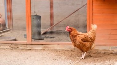 Çiftlikte tavuklar toprağı gagalıyor organik yumurta üretiyorlar.