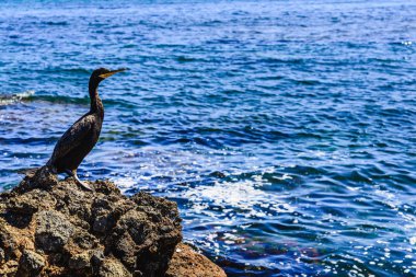 Siyah karabatak, Phalacrocorax karbo, deniz gözlemleyerek iken