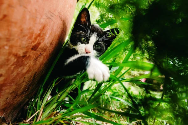 Gatito blanco y negro explorando el jardín . —  Fotos de Stock