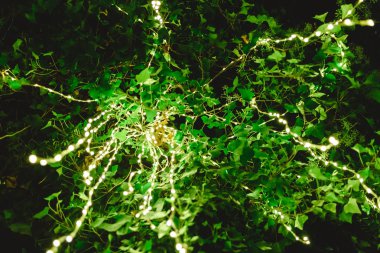 Gece bir ağaç dekorasyon LED ışıklar romantik bir ATMOS oluşturmak için