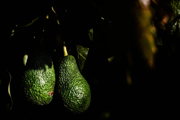 나뭇가지에 매달려있는 아보카도 나무의 녹색 과일, 어두운 — 스톡 사진