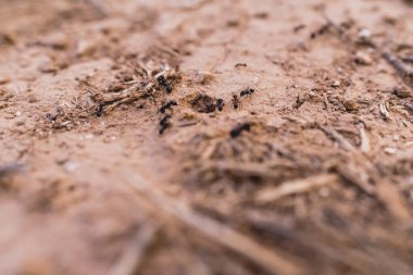 Üst üste yiyecek arayan Yürüyen karıncalar.