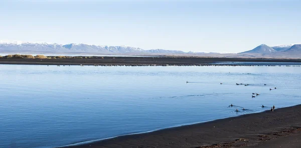 Зграя птахів, що летять низько на спокійному озері зі засніженими горами — стокове фото