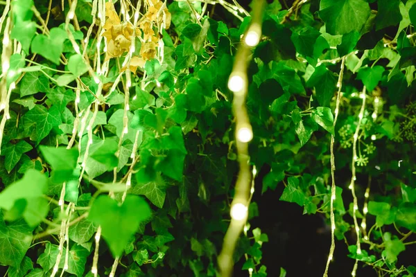 ロマンチックなアトモスを作成するために、夜に木を飾る Led ライト — ストック写真