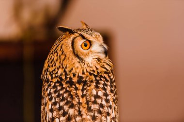 Bir kartal baykuş Bubo bubo, parlak portre esir bir fal, gözlü