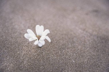 Narin bir beyaz bitki çöl kumullarının kumları arasında yetişir. 