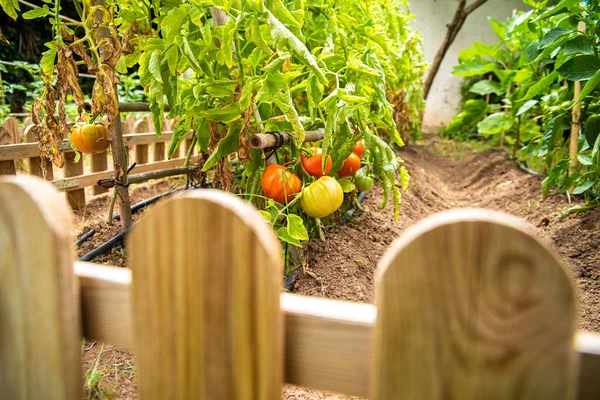 Huerto con tomates madurando al sol, rojo, cargado — Foto de Stock