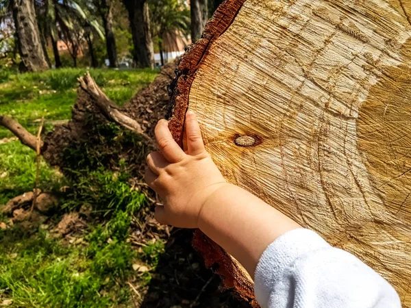 Biçilmiş ağaç gövdesi dokusuna dokunan bir bebeğin eli. — Stok fotoğraf