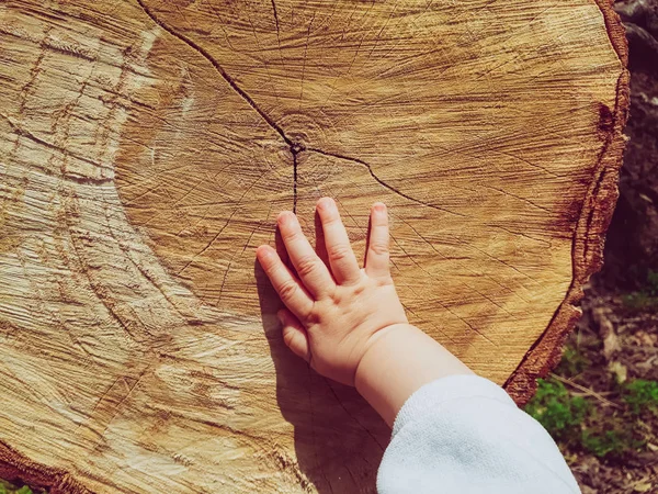 Το χέρι ενός μωρού που αγγίζει την υφή ενός πριονιστή κορμού. — Φωτογραφία Αρχείου