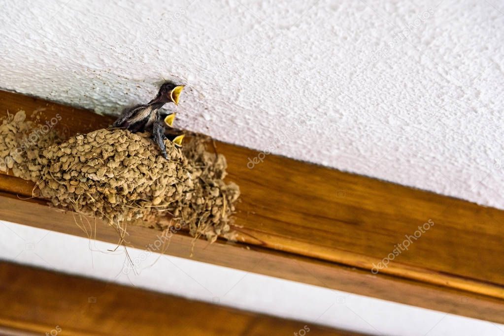 Nest on the roof of a house of swallows, hirundo rustica, with c