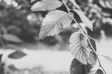 Sonbahar için, bir dal yaprakları kasvetli siyah ve beyaz görüntü