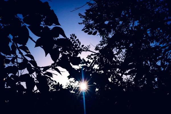 Solnedgången mellan de gröna bladen av vissa träd i skogen, NAT — Stockfoto