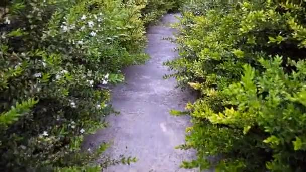 Ścieżka Zielonymi Krzakami Przechodząca Obok Kogoś Chodzącego — Wideo stockowe