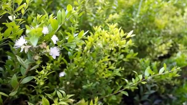 Flores Blancas Sobre Fondo Hojas Verdes Moviéndose Brisa — Vídeos de Stock