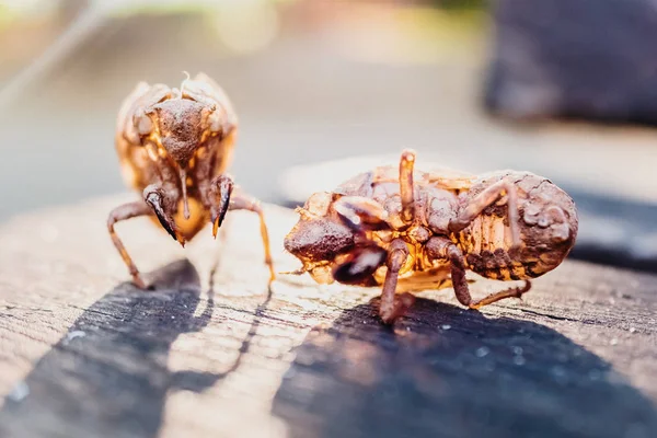 Suchá kostra nymfy hmyzu cikádě, obludného — Stock fotografie