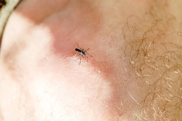 Nyamuk macan, Aedes albopictus, hama yang muncul di hea — Stok Foto