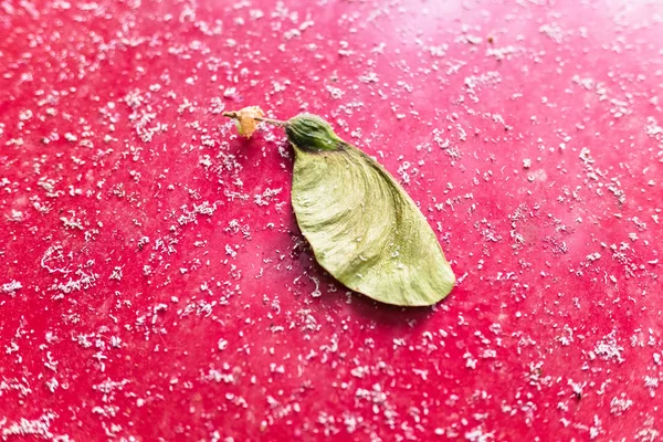 Semi di acero bianco, Acer pseudoplatanus, isolati su una b rossa — Foto Stock