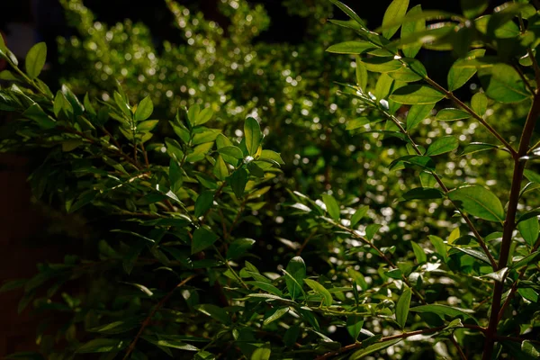 太陽によって照らされた緑の葉の密な葉、背景 — ストック写真