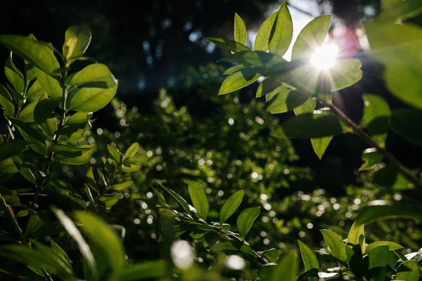 Folhagem densa de folhas verdes iluminadas pelo sol, fundo — Fotografia de Stock