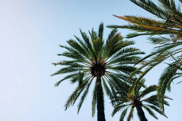 Modrá obloha pozadí s siluetou některé tropické palmy — Stock fotografie