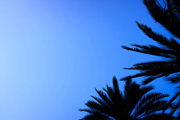 Blue sky background with the silhouette of some tropical palm tr — Stock Photo, Image