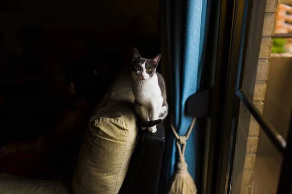 Fekete-fehér macska egy ablak megjegyzi, és úgy néz ki a kamera. — Stock Fotó