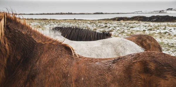Konie islandzkiej rasy w zaśnieżonej obudowie, ekologów — Zdjęcie stockowe