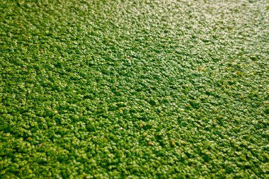 Bir gölet kapsayan yeşil su yaprakları arka plan.