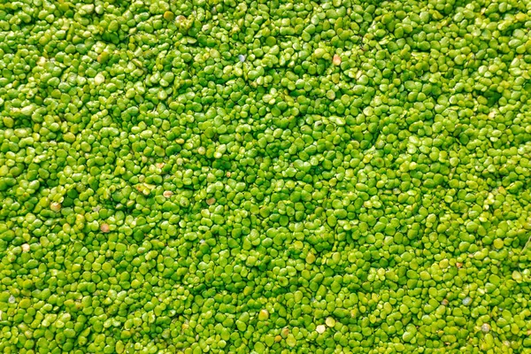 Macro de muitas folhas redondas verdes de planta aquática, Lemnoideae, g — Fotografia de Stock