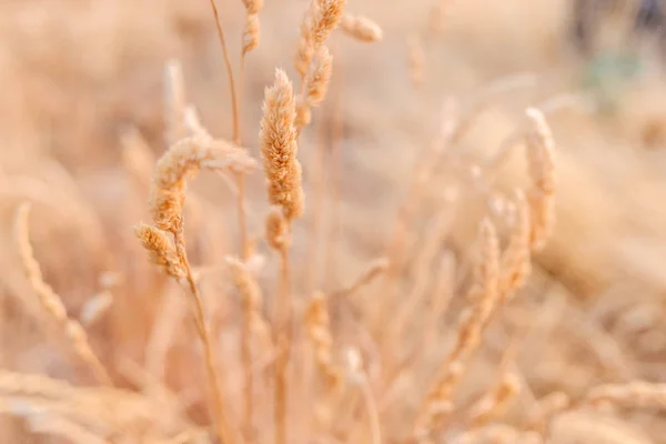 Détail d'une plante sèche à la fin de l'été, avec backg non concentré — Photo