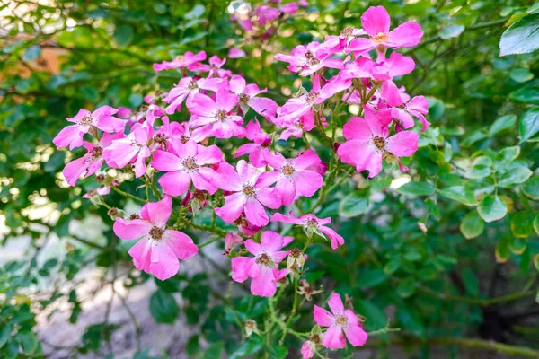 Detail des rosigen Teppichs, eine Art Wildrose. — Stockfoto