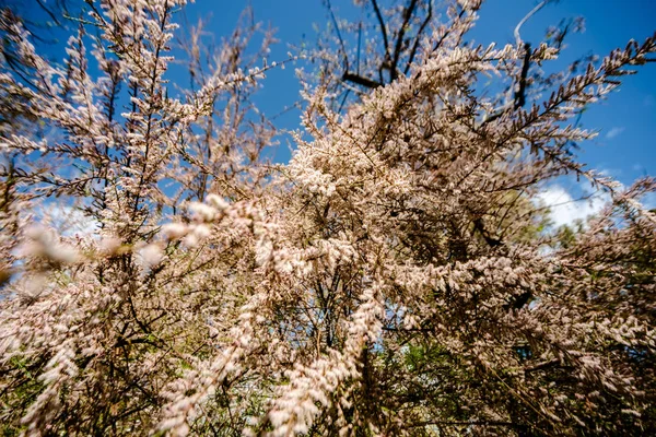 Árbol en plena floración lleno de pequeñas flores blancas con cielo azul . —  Fotos de Stock