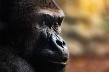 Erkek Batı gorilla goril gorilla goril, seyir