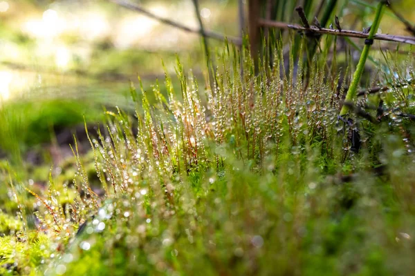 Immagine di una foresta sana con licheni e muschi verdi coperti — Foto Stock