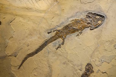 Bir amfibi fosili, sklerocephalus auseris.