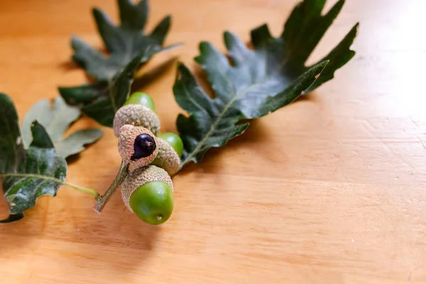 Bouquet di ghiande di quercia sul tavolo della cucina . — Foto Stock