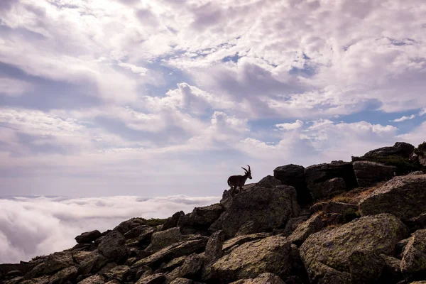 Silhouette de chèvre, bouquetin pyrenaica, au sommet d'une falaise rocheuse . — Photo