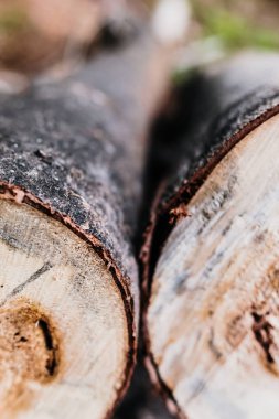 Yerde yatan iki biçilmiş kütük, orman deforestati kavramı