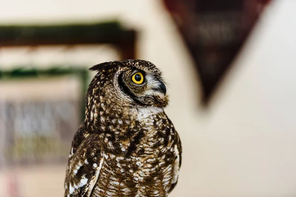 Portrait of a eagle owl, Bubo bubo, bright eyed captive at a fal — Stock Photo, Image