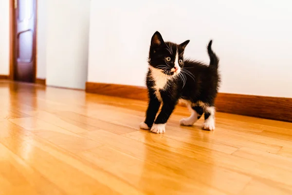 Gatito blanco y negro caminando por un pasillo dentro de casa . — Foto de Stock