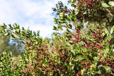 Sakız yaprakları ve meyveleri, Pistacia lentiscus, autu sırasında