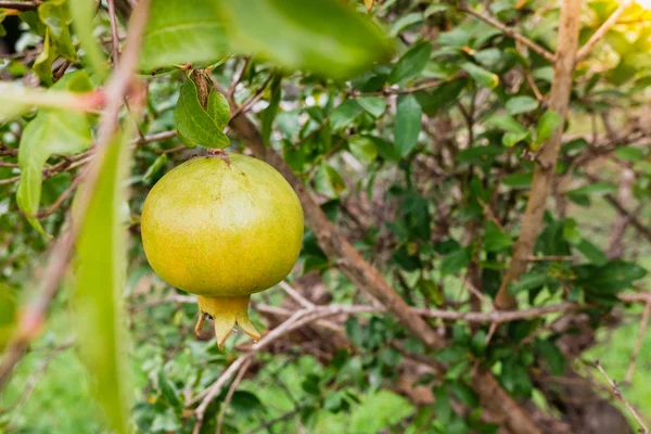 Granatäpplen fortfarande grönt på trädet i en plantage. — Stockfoto