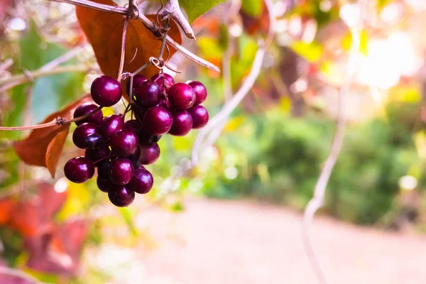 Wild ripe purple berries hanging from a bush illuminated by sun — Stock Photo, Image