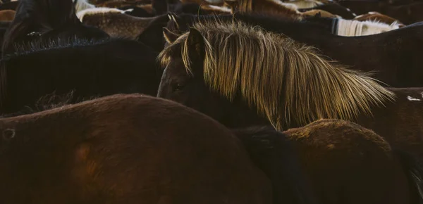 Lombos e juba de muitos cavalos islandeses juntos . — Fotografia de Stock