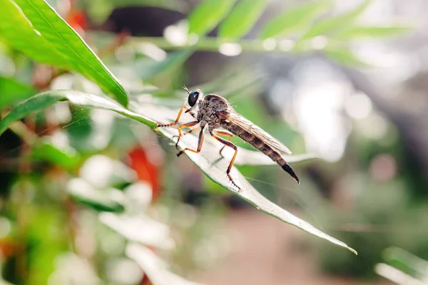 Più grande Erax barbatus, diptera insetto su una foglia, in attesa di una p — Foto Stock