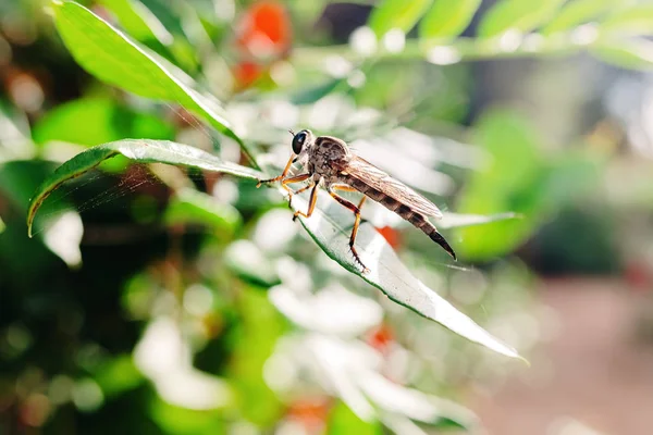 Erax Barbatus Lalat Kuda Bertengger Beberapa Daun Hutan Mediterania Valencia — Stok Foto