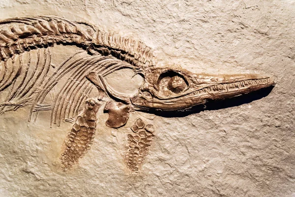 Bir fosil Ichthyosaurus detay. — Stok fotoğraf