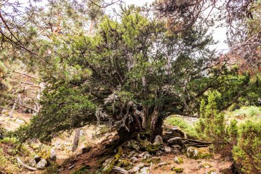 Bir Akdeniz ormanında yetişen bin yıllık porsuk.