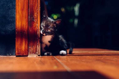 Küçük kedicik, ev hayvanı, sadece yerde oturuyor..