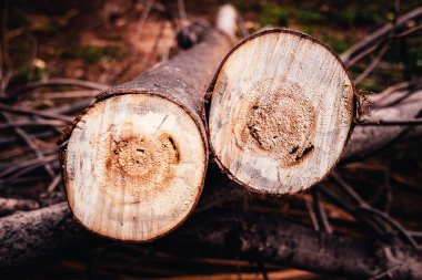 Yerde yatan iki biçilmiş kütük, orman deforestati kavramı
